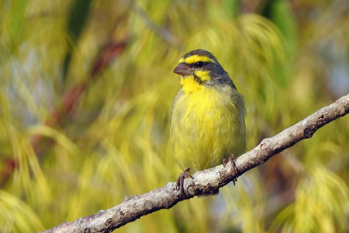 Yellow-fronted Canary - Ad Konings