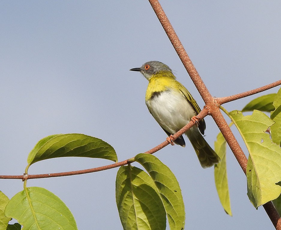Yellow-breasted Apalis - ML103239421