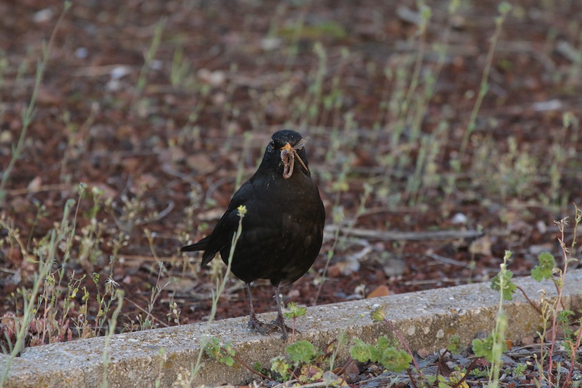 Eurasian Blackbird - ML103241211