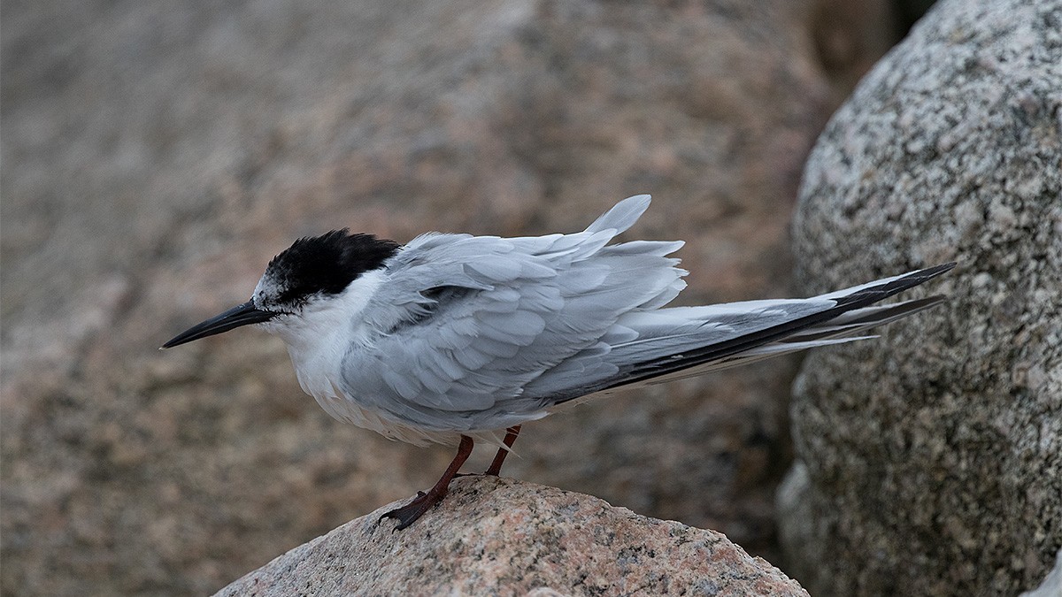 Sterna sp. - Gunnar Numme