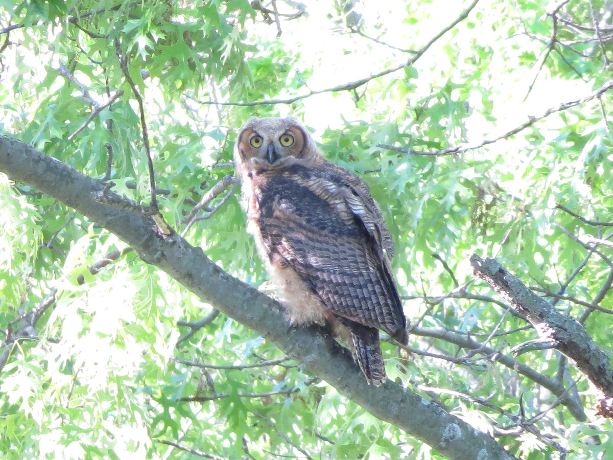 Great Horned Owl - ML103245201