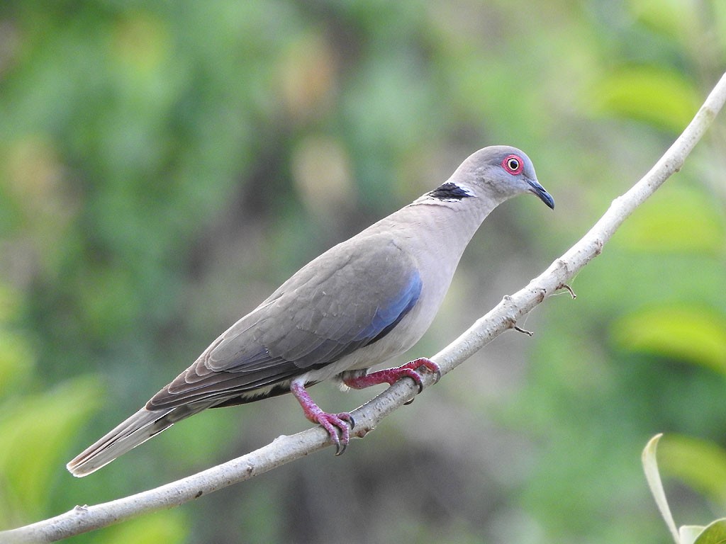 Mourning Collared-Dove - ML103245411