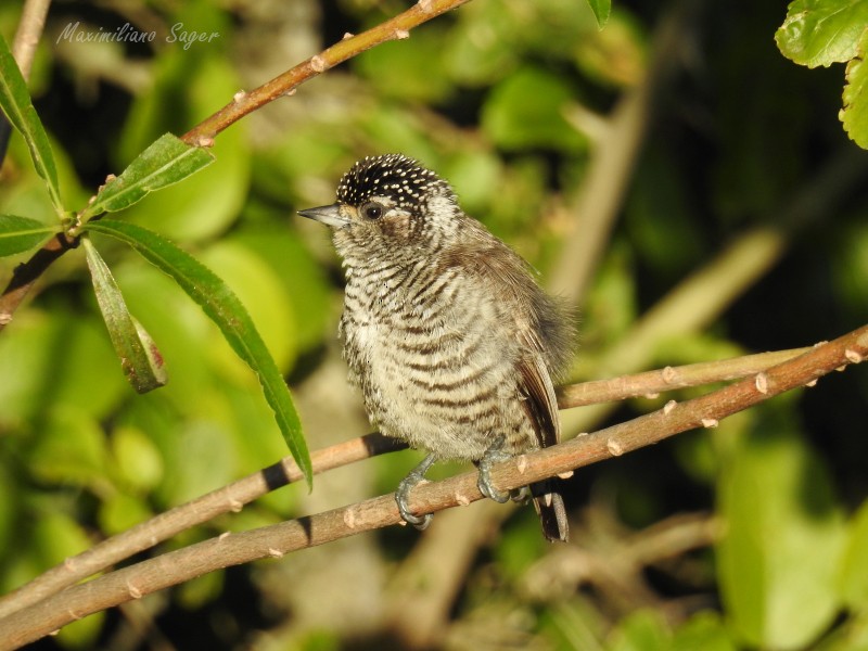 White-barred Piculet - Maximiliano Sager