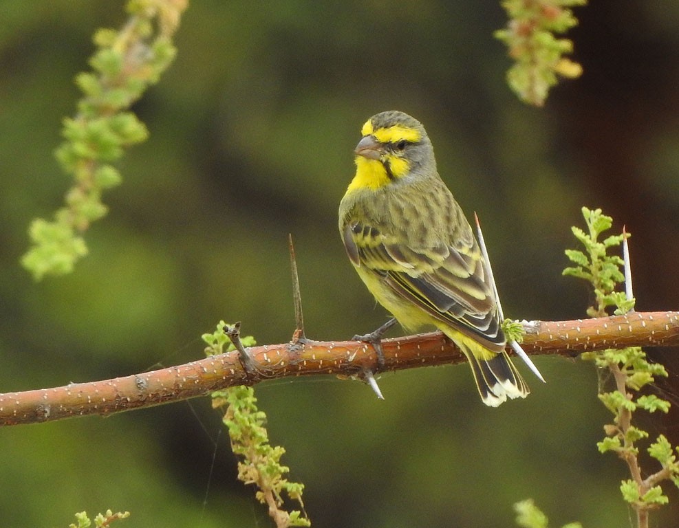 Yellow-fronted Canary - Ad Konings