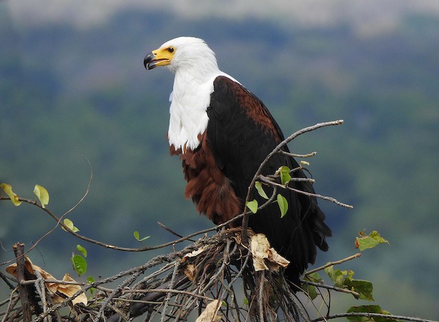 African Fish Eagle Bird Facts  Haliaeetus Vocifer - AZ Animals