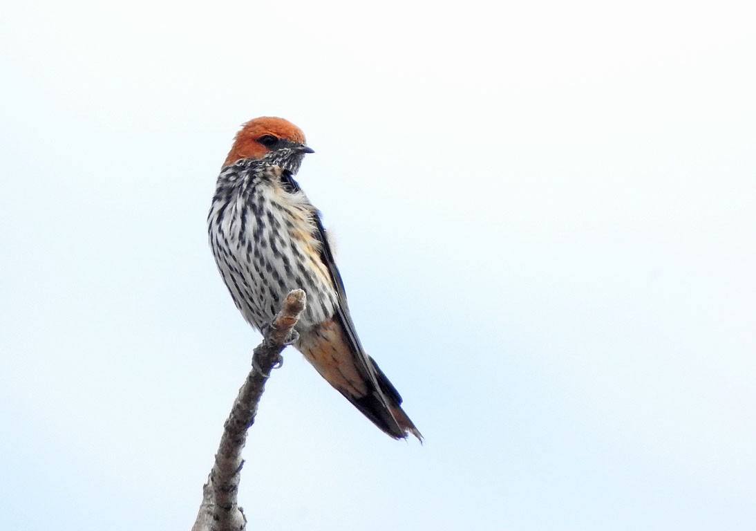 Lesser Striped Swallow - Ad Konings