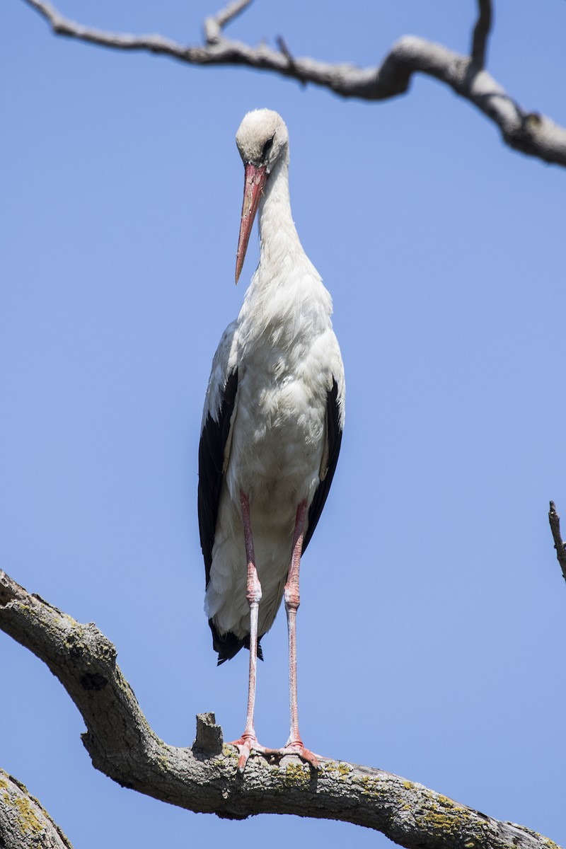 White Stork - ML103251101