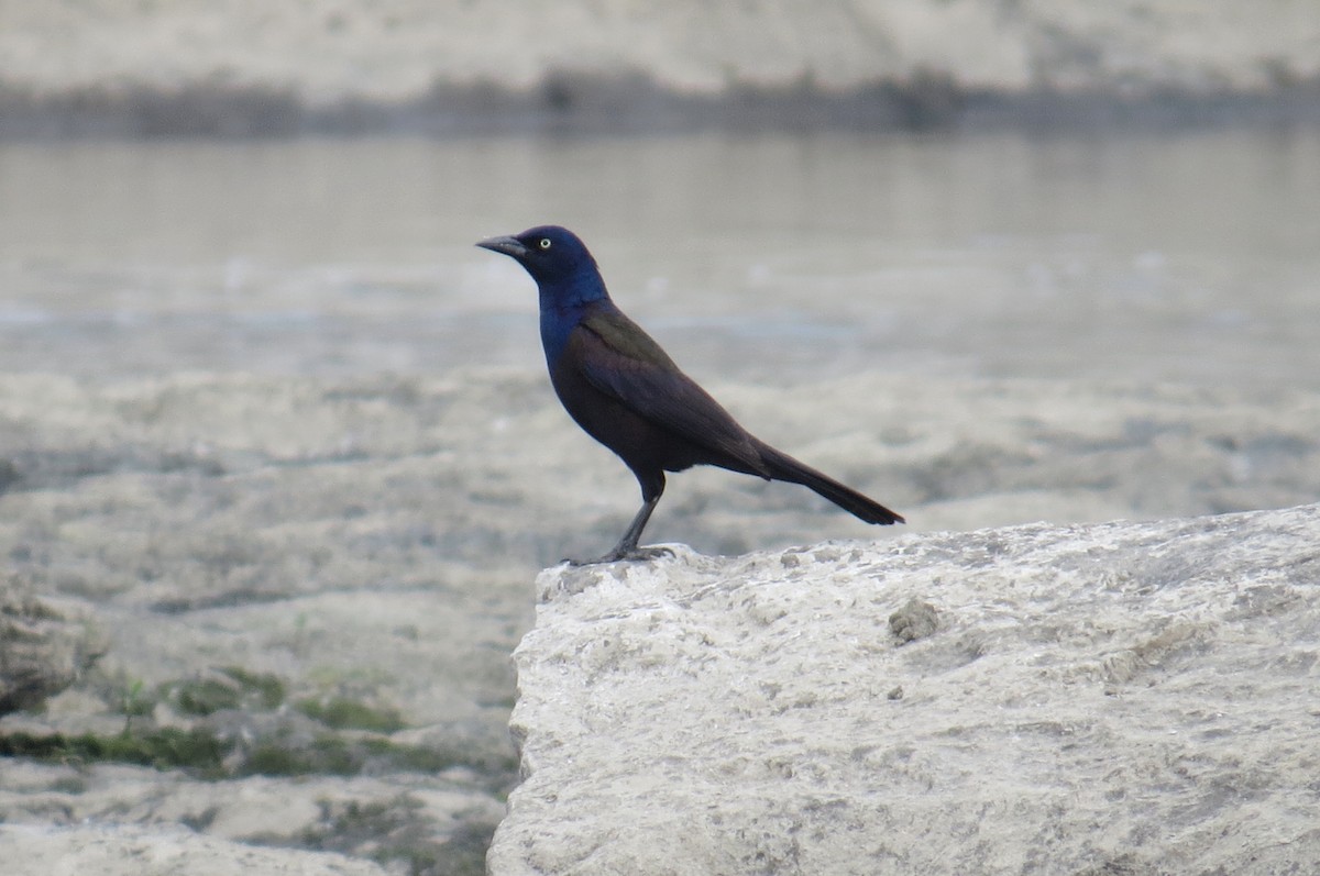 Common Grackle - Lindsey Duval