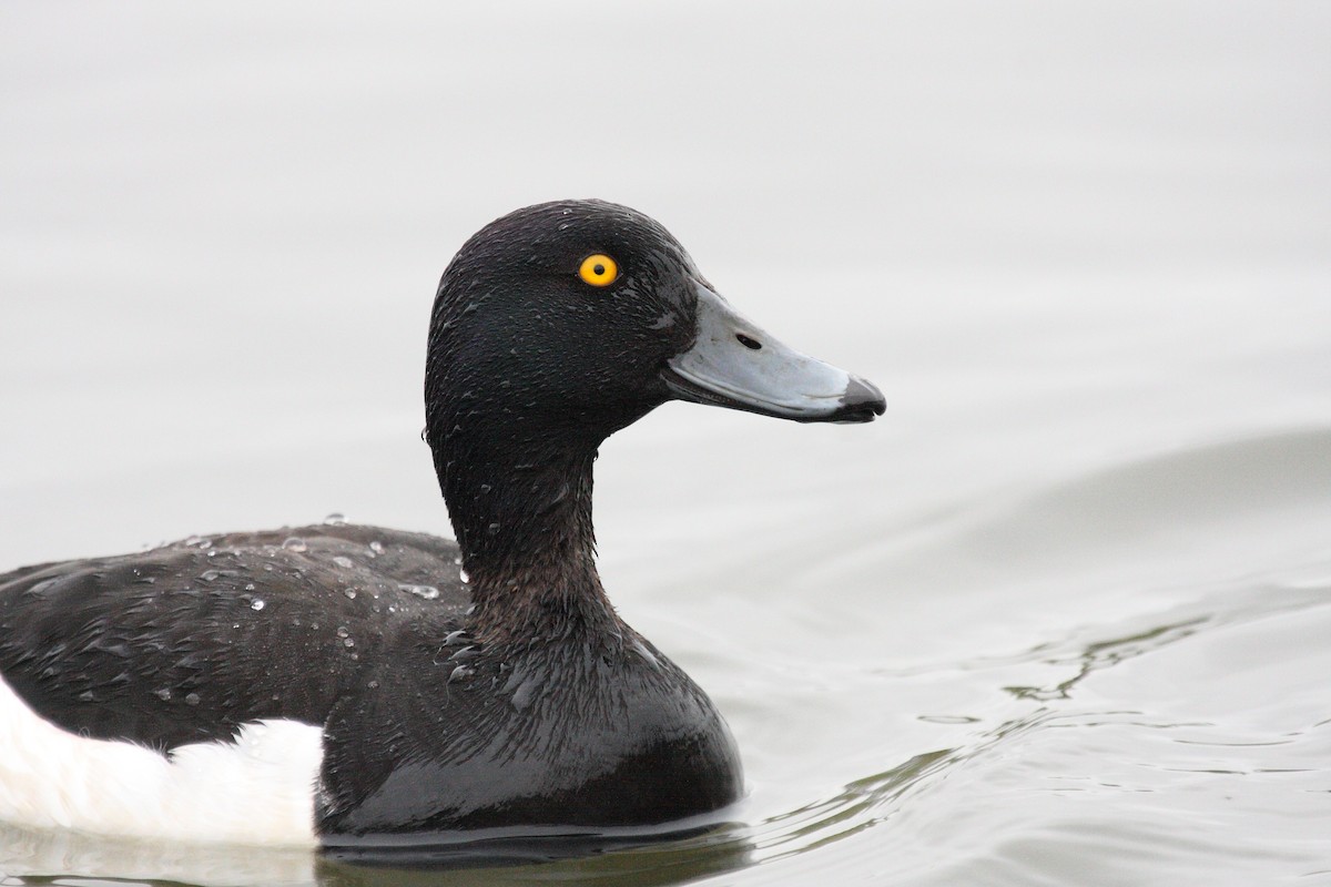 Tufted Duck - ML103258361