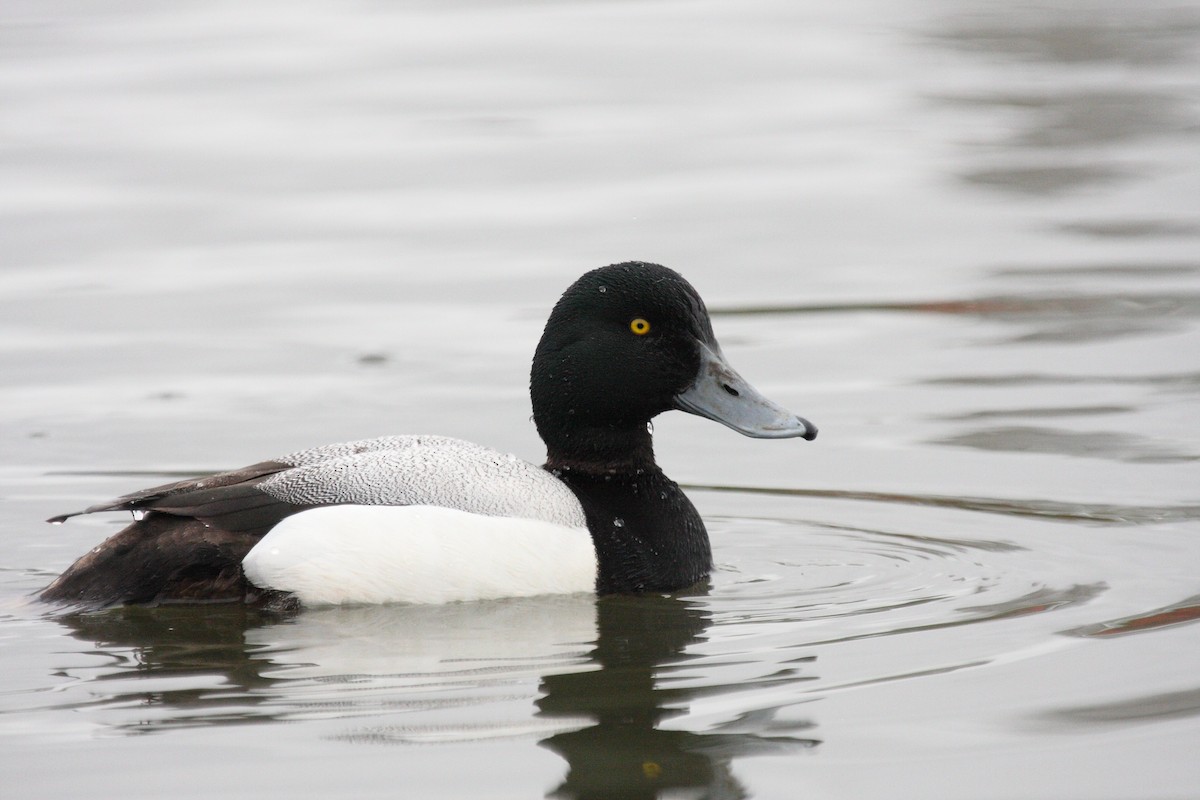 Greater Scaup - ML103258451