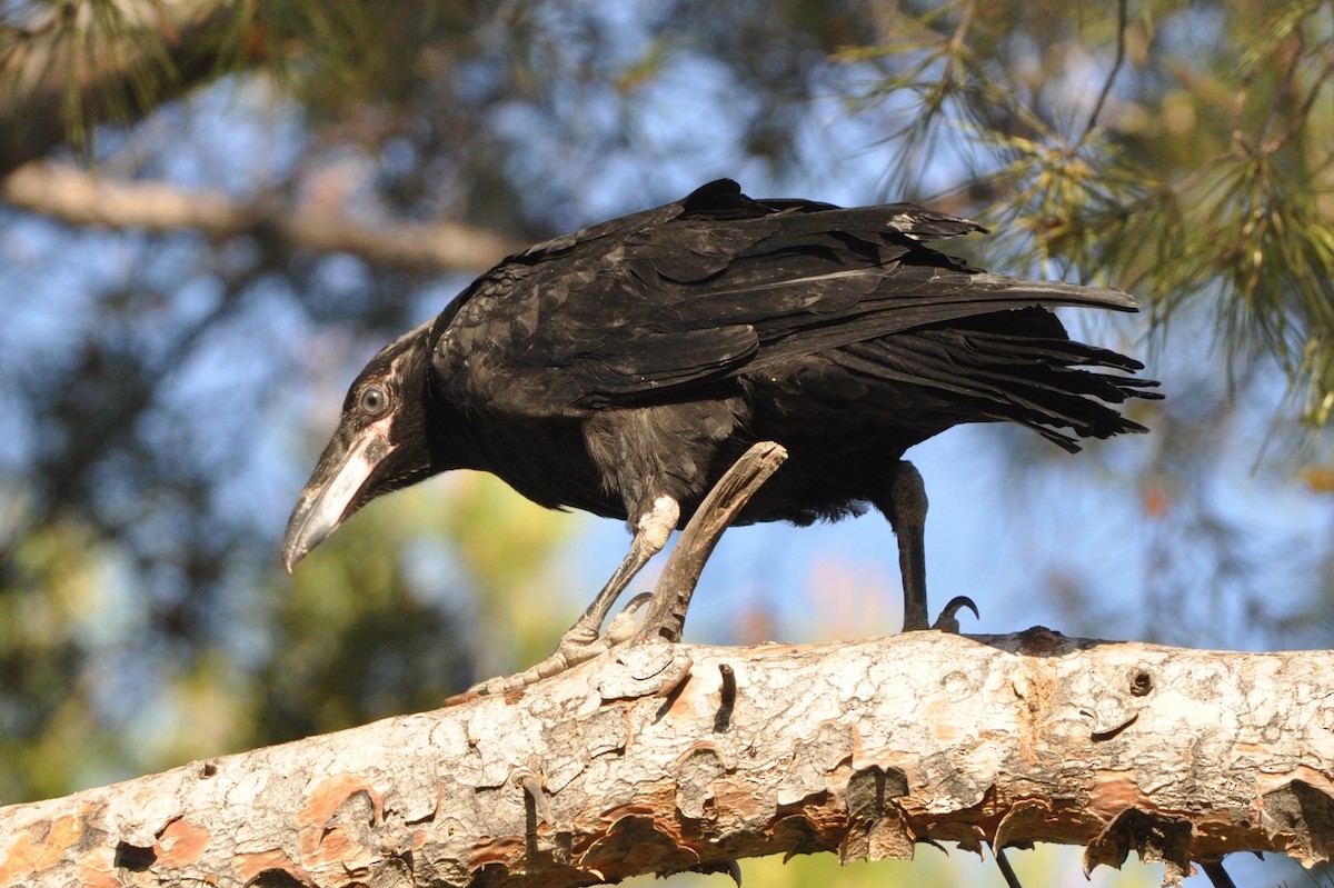 Common Raven - ML103258971