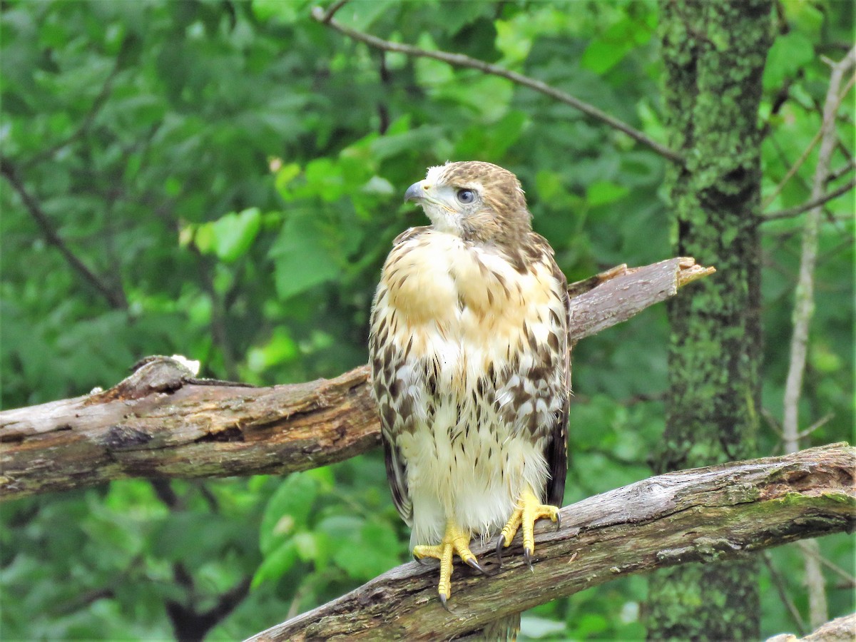 Red-tailed Hawk - ML103259311
