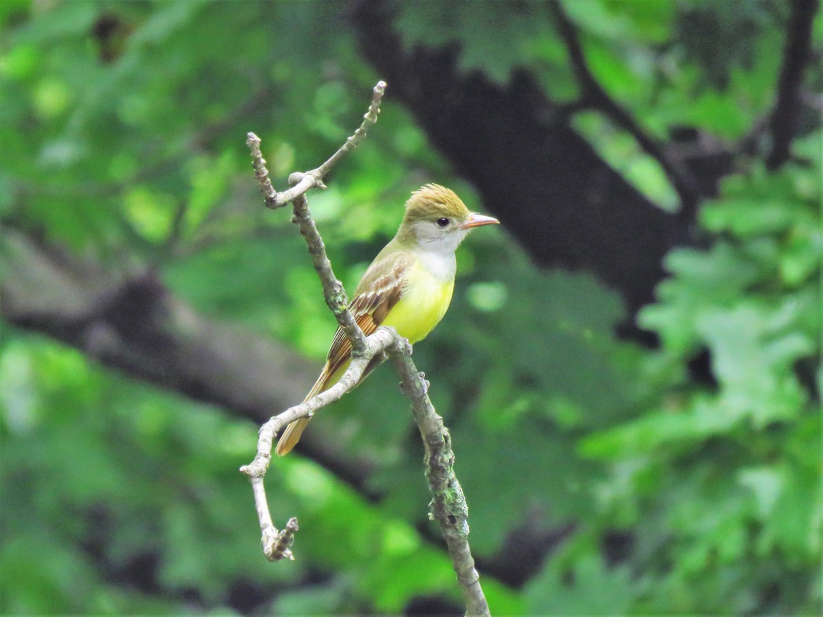 Great Crested Flycatcher - ML103259571