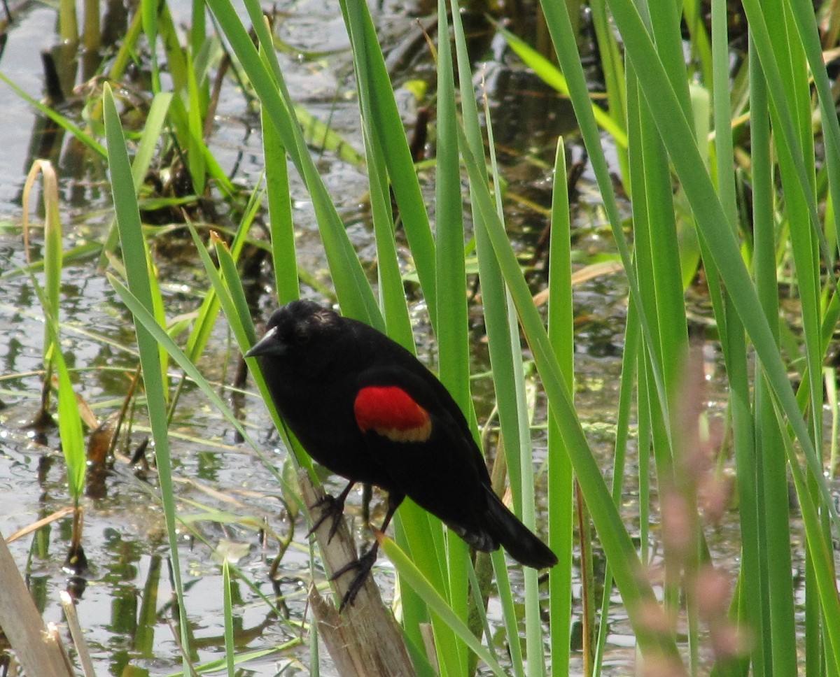 Red-winged Blackbird - ML103260531