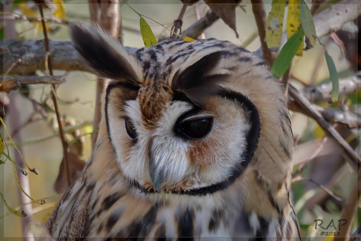 Striped Owl - ML103260821