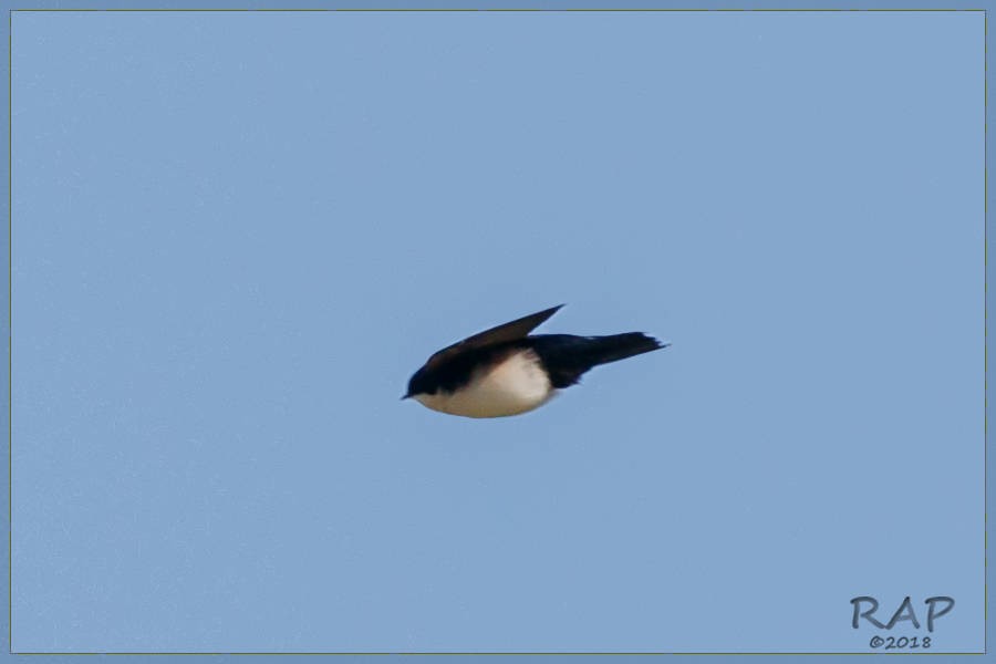 Blue-and-white Swallow - Ricardo A.  Palonsky