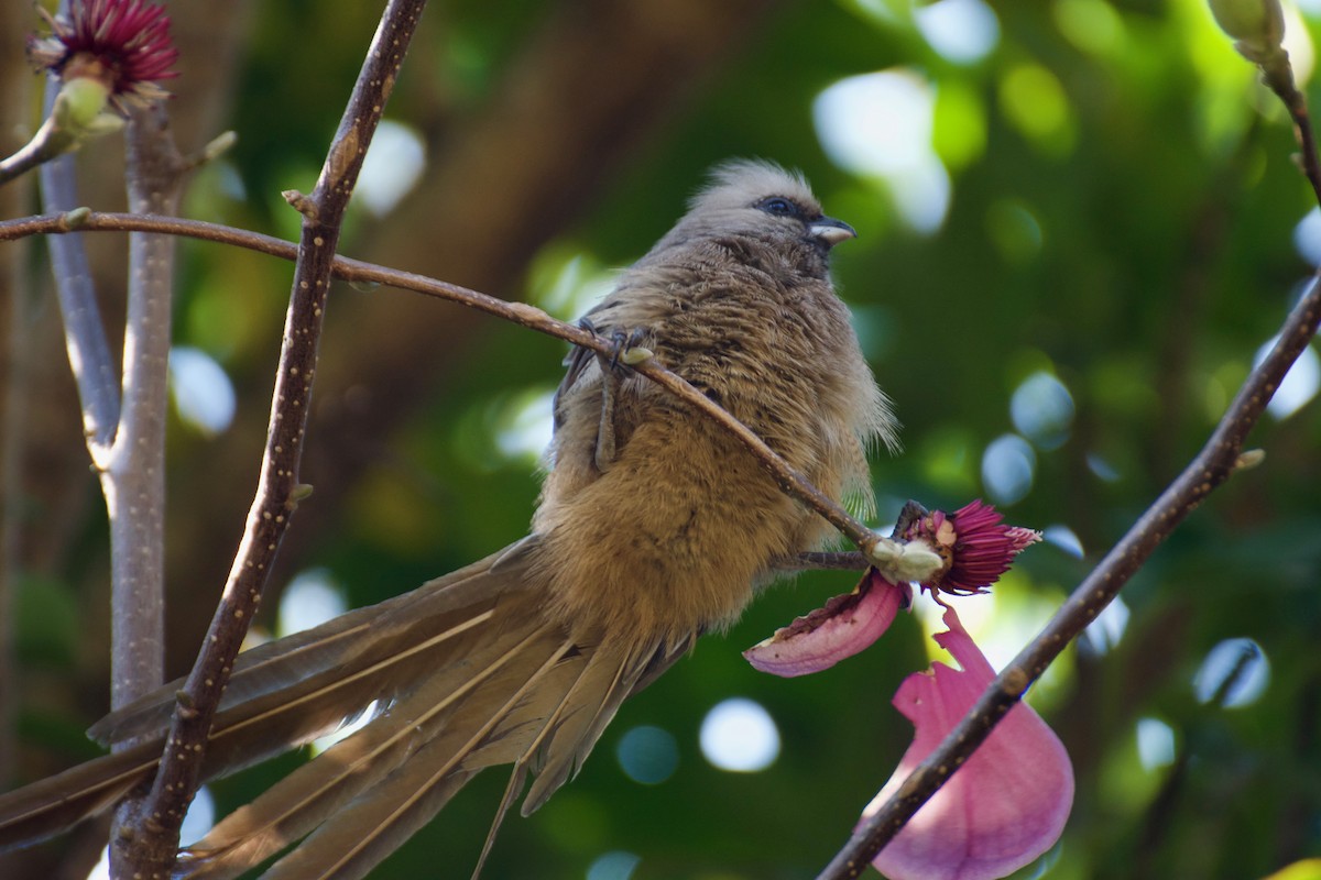 Speckled Mousebird - Ali Hassan