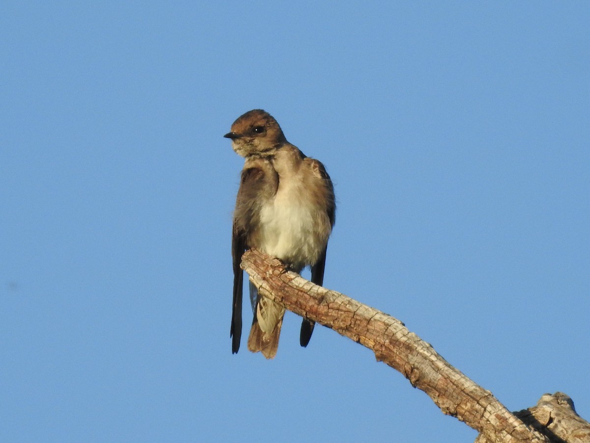 Northern Rough-winged Swallow - ML103265291