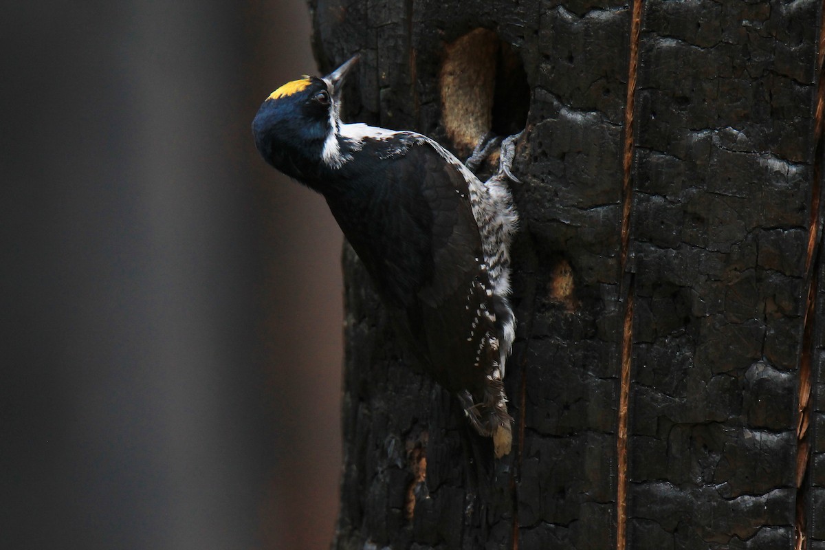 Black-backed Woodpecker - Meghin Spencer