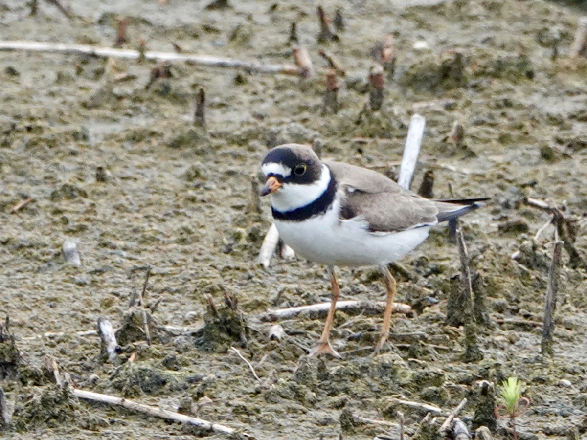 Semipalmated Plover - ML103274921