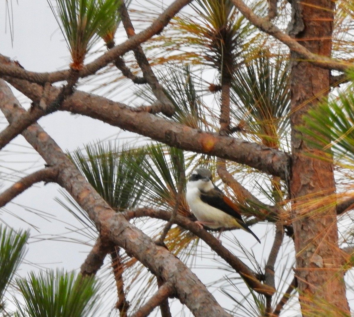 White-browed Shrike-Babbler (Himalayan) - Cathy Theisen