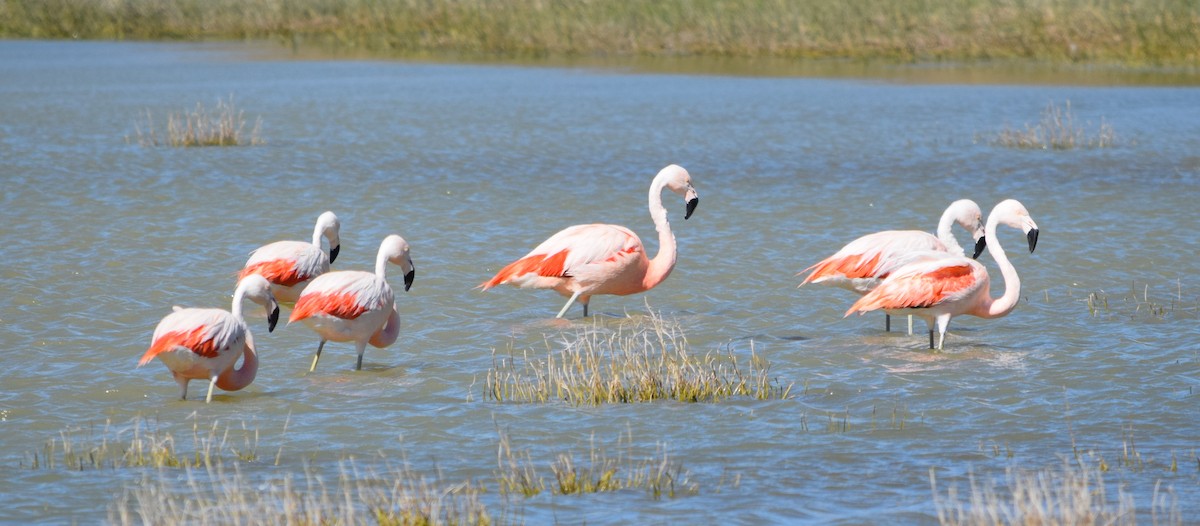 Chilean Flamingo - Jano Román