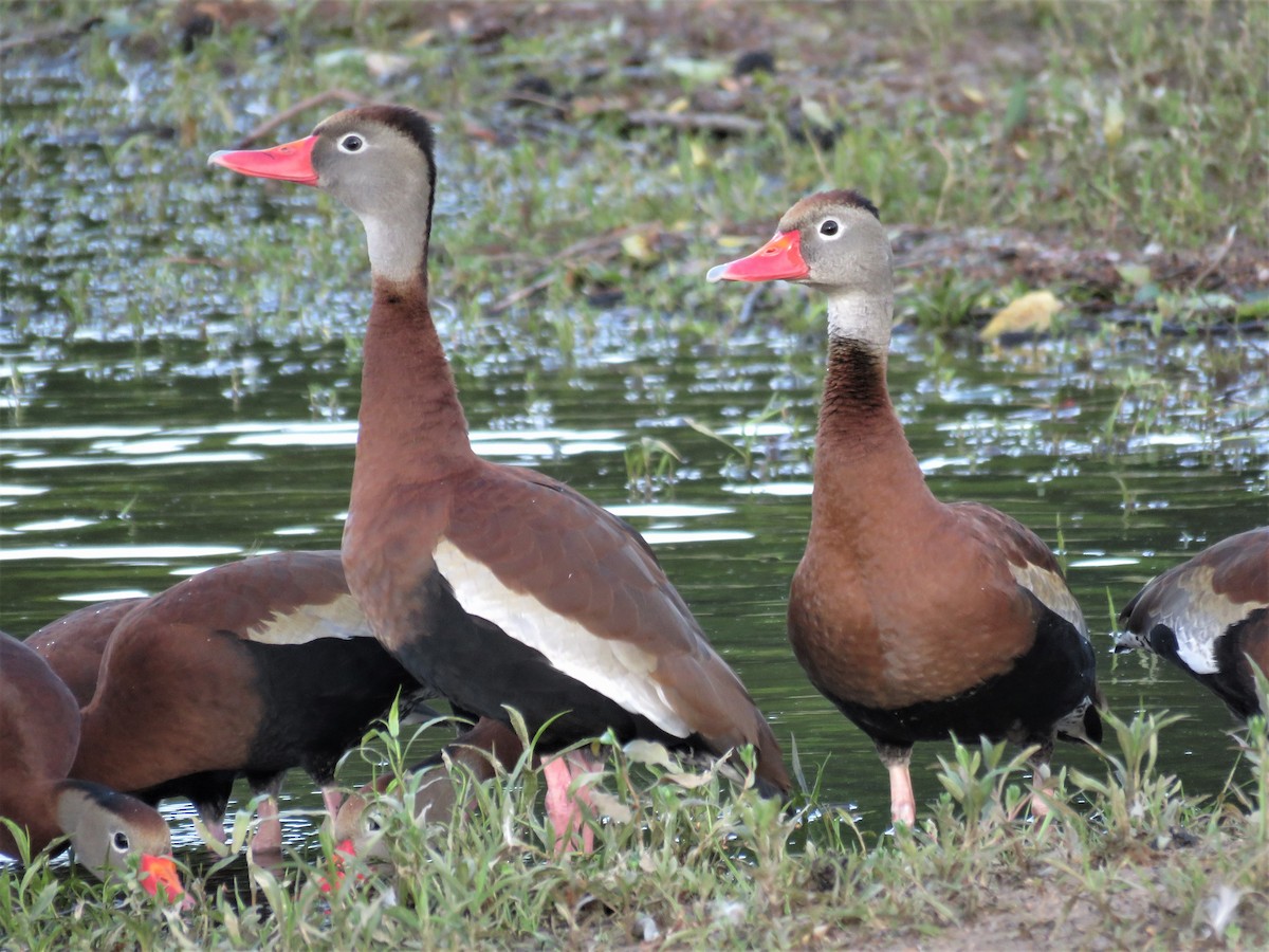 Black-bellied Whistling-Duck - JamEs ParRis