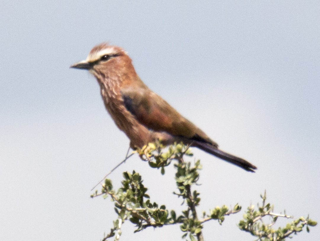 Rufous-crowned Roller - Scott Young