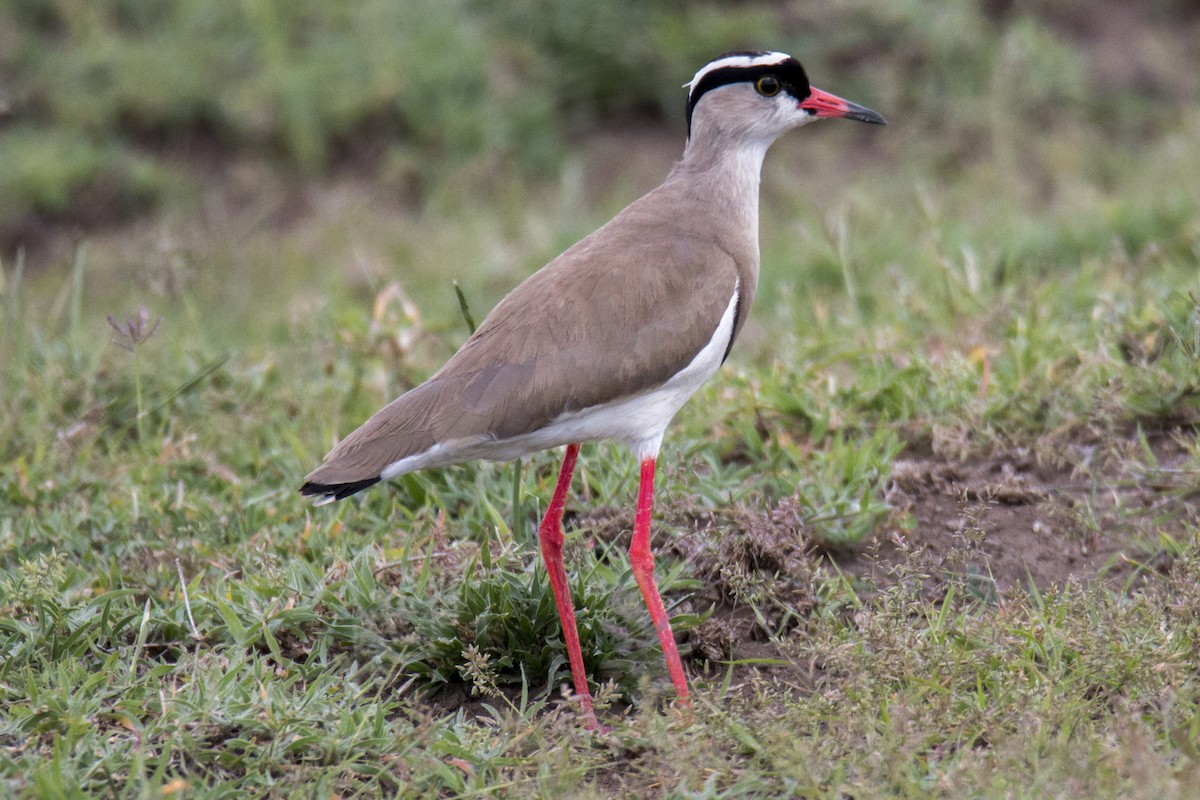 Crowned Lapwing - Scott Young