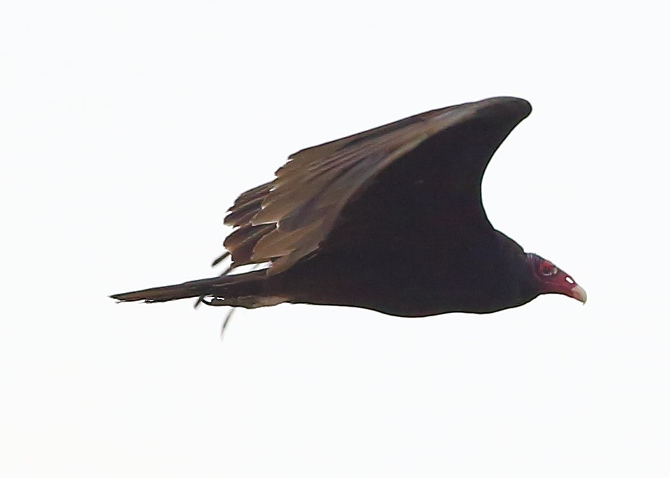 Turkey Vulture - ML103283041