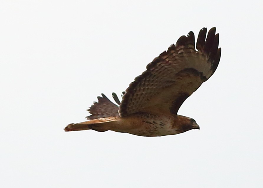 Red-tailed Hawk - Piming Kuo