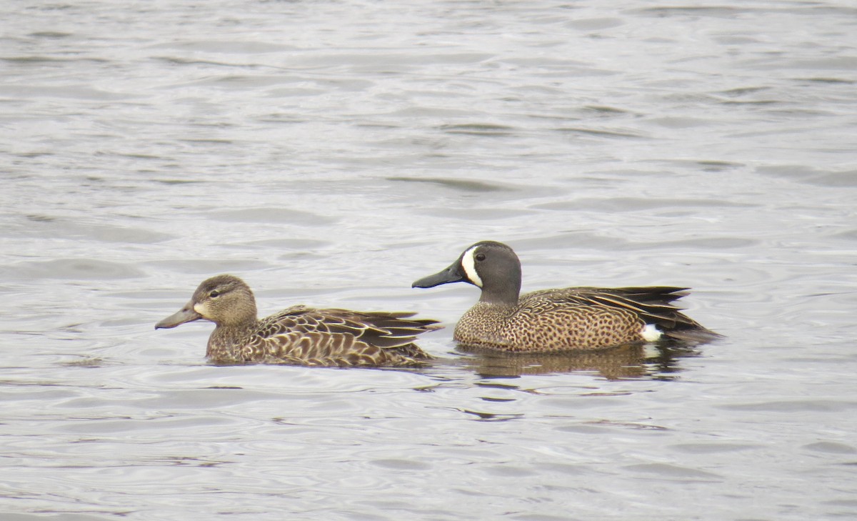 Blue-winged Teal - Lindsey Duval