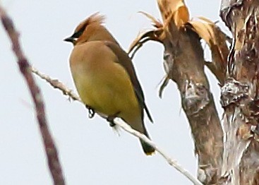 Cedar Waxwing - Piming Kuo