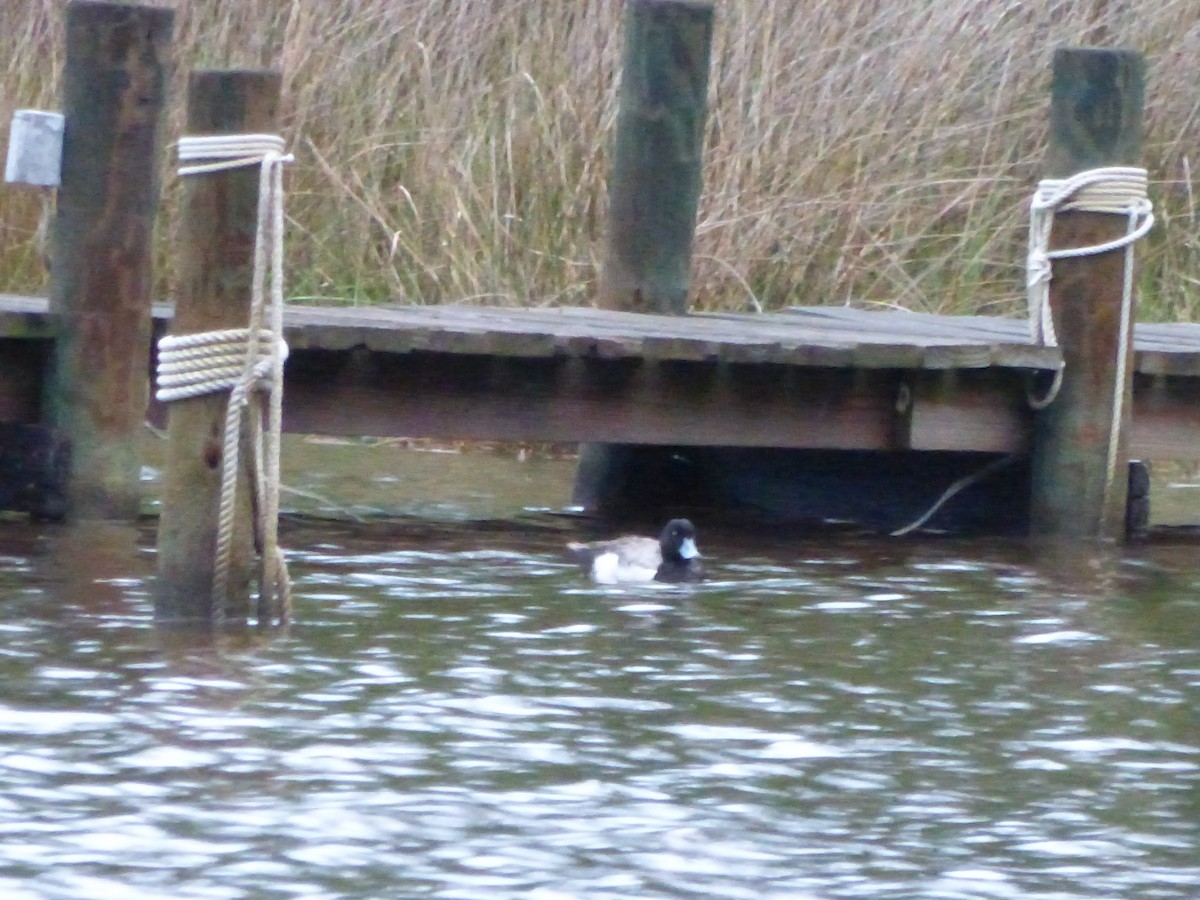 Greater Scaup - ML103285371