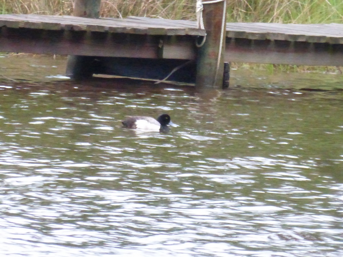 Greater Scaup - ML103285381