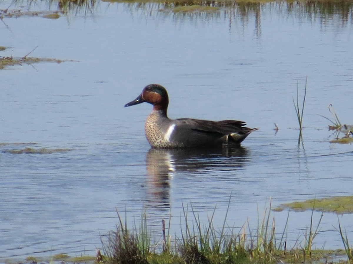 Green-winged Teal - ML103287471