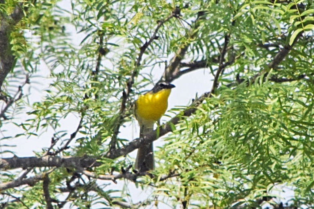 Yellow-breasted Chat - ML103289671