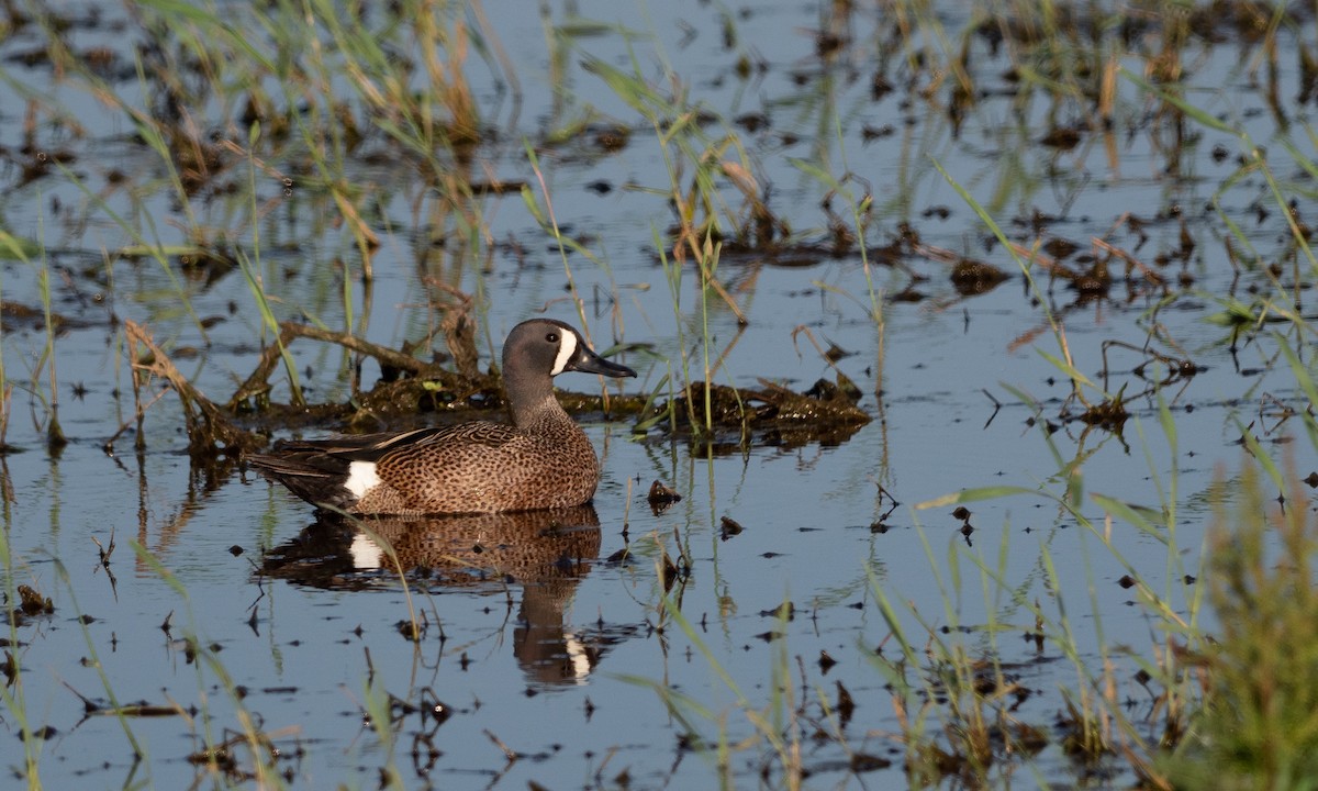 Blue-winged Teal - ML103289991