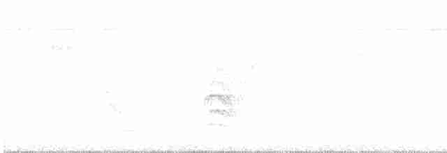 White-bellied Antbird - ML103292161