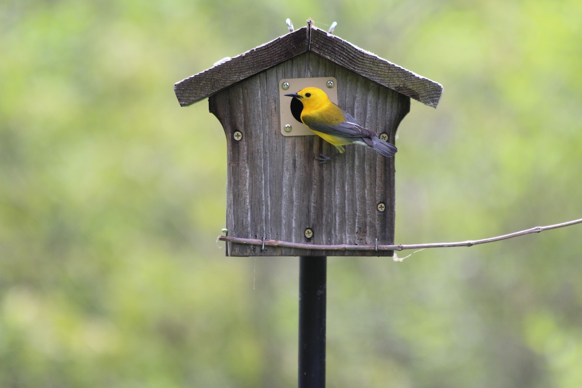 Prothonotary Warbler - Holden Maxfield