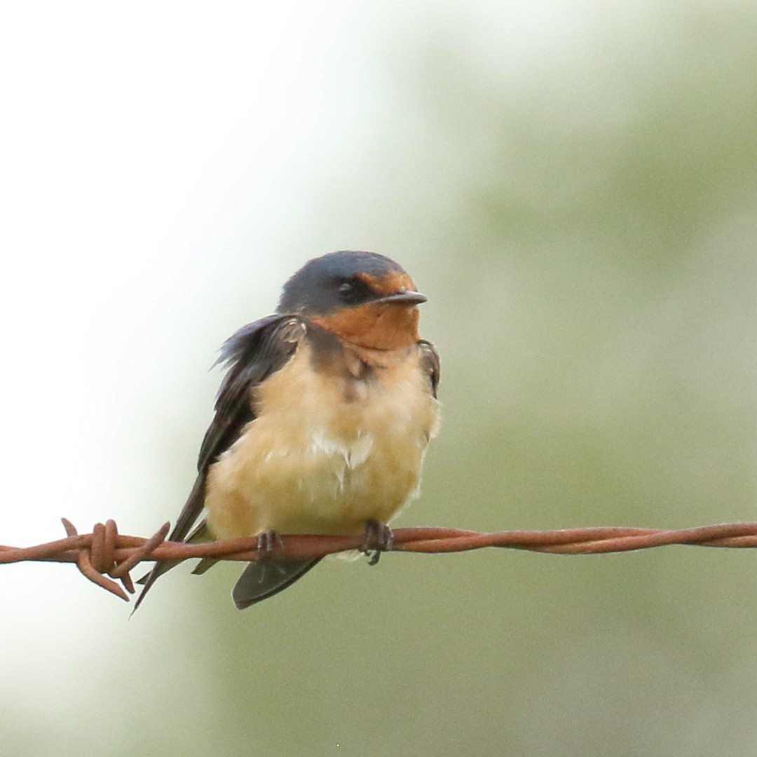 Barn Swallow - gord smith