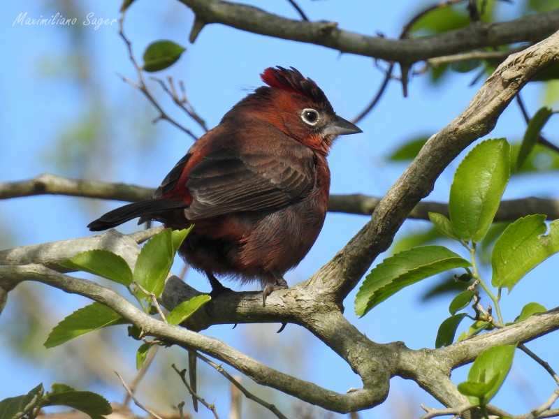 Red-crested Finch - ML103293281