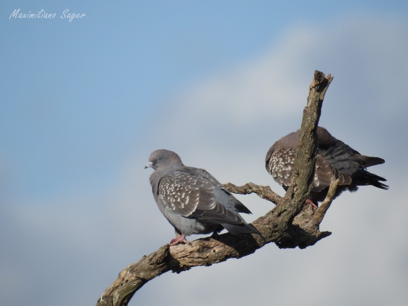 Spot-winged Pigeon - Maximiliano Sager