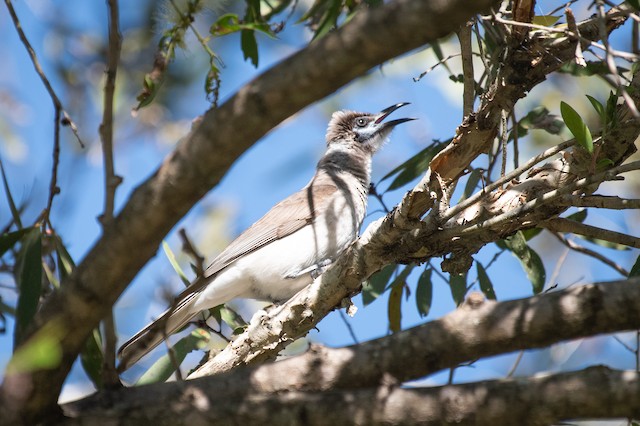 Little Friarbird