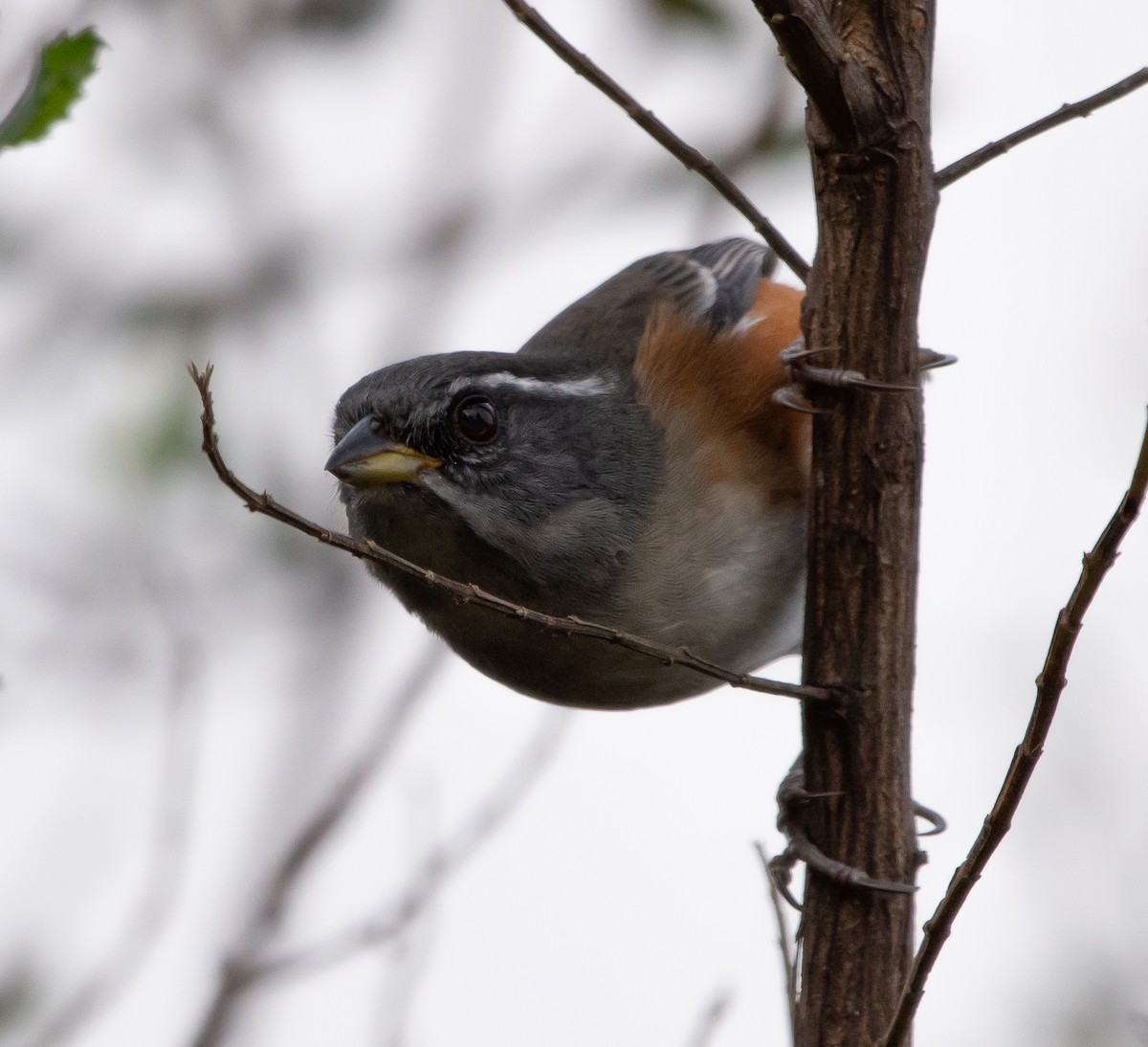 Gray-throated Warbling Finch - ML103294581