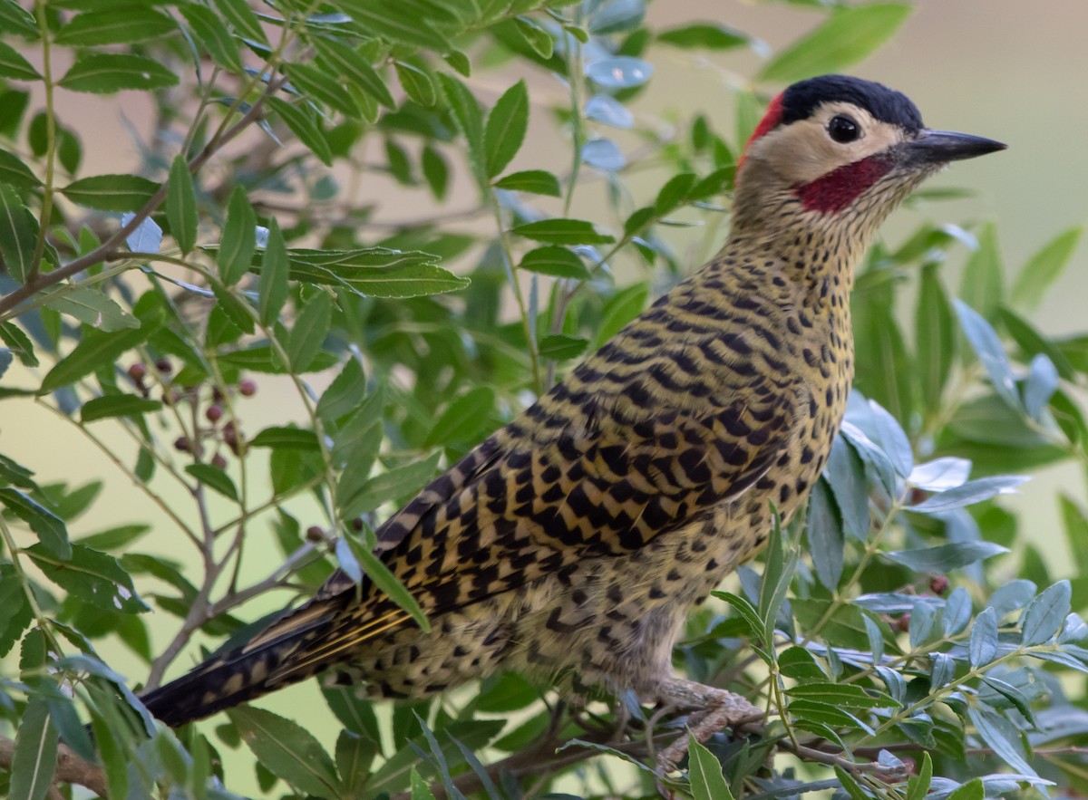 Green-barred Woodpecker - Jivago Ferrer