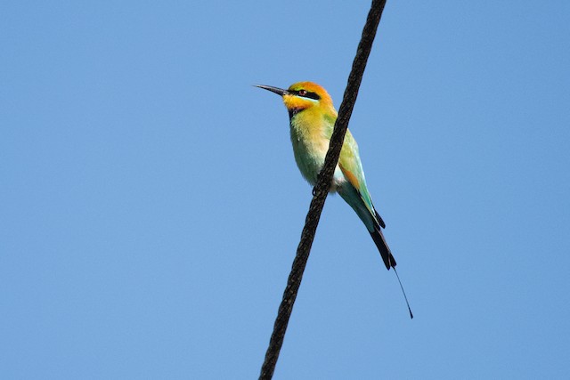 Rainbow Bee-eater