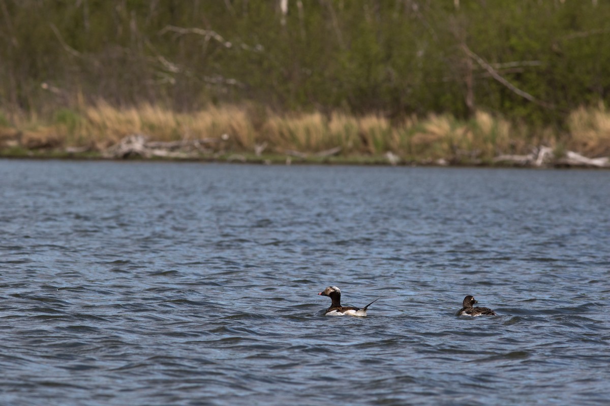 Long-tailed Duck - ML103295941