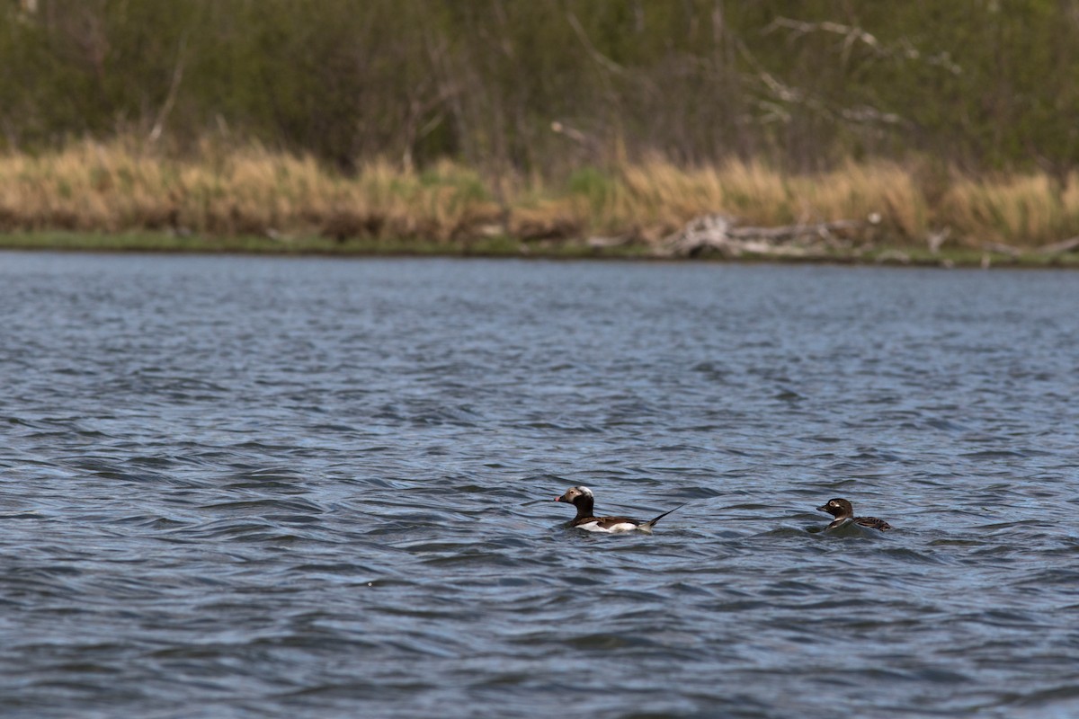 Long-tailed Duck - Justin Saunders