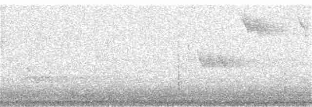 Тасманийский ворон - ML103296521